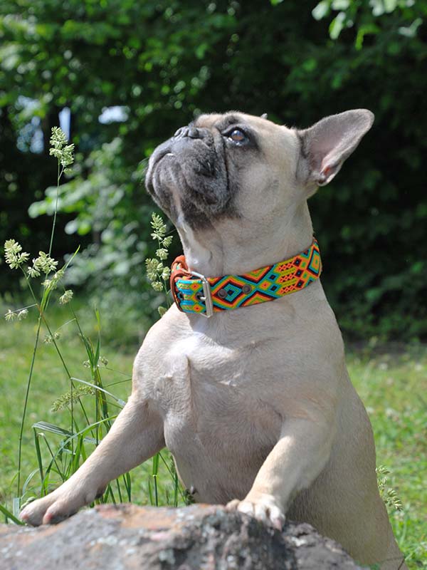 KINAKU Collars and dogs accesories handmade from Mexico Gallery 5